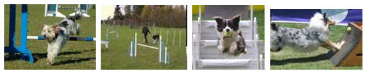 parcours agilite chiens