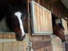 Ferme equestre La Belle Errance